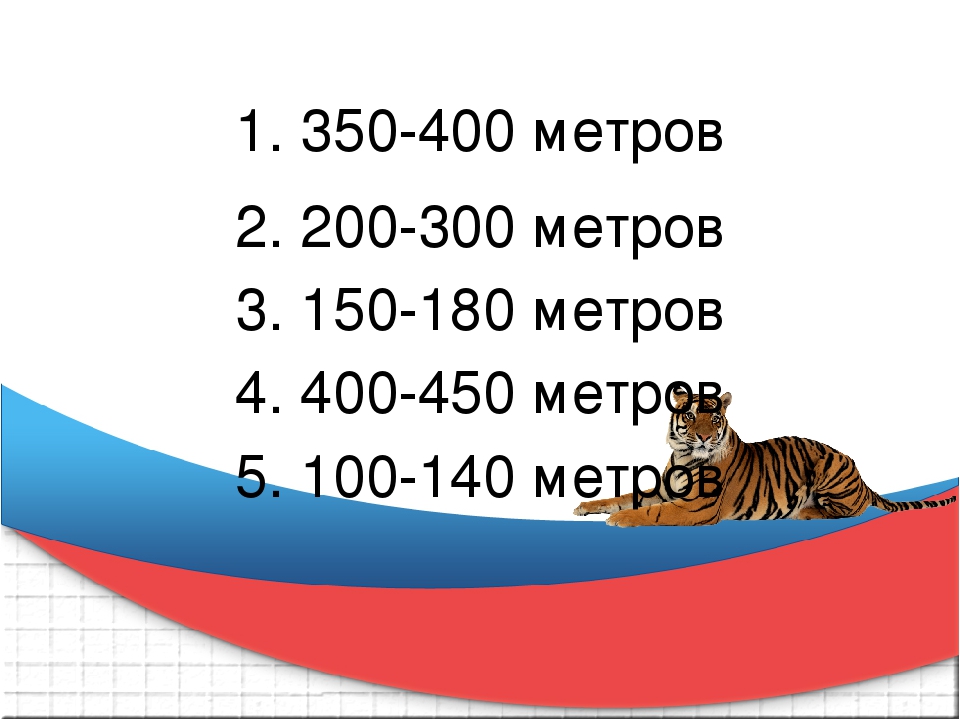 Презентация к викторине "Что Вы знаете о тиграх"