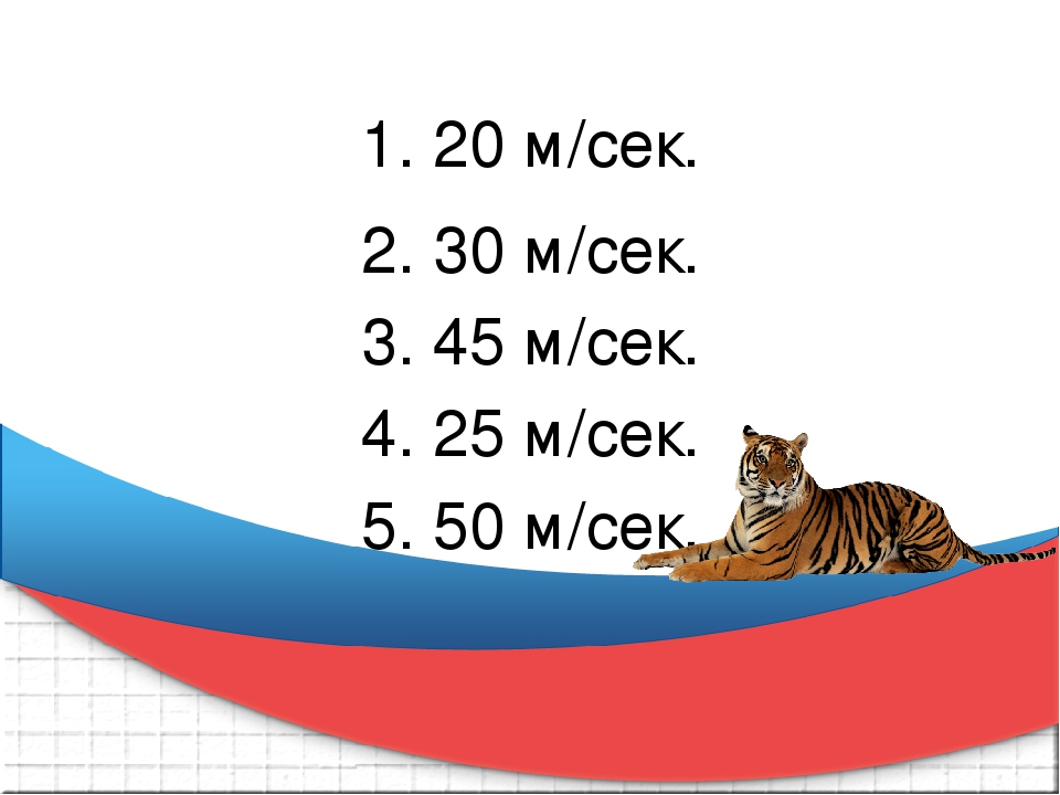 Презентация к викторине "Что Вы знаете о тиграх"