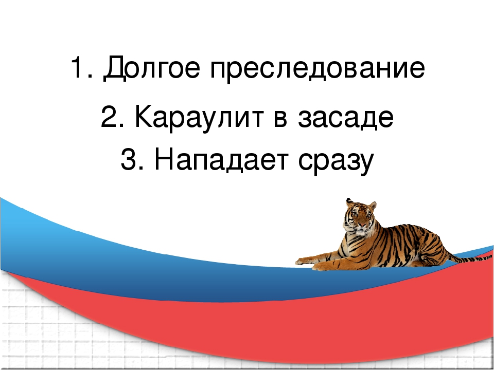 Презентация к викторине "Что Вы знаете о тиграх"