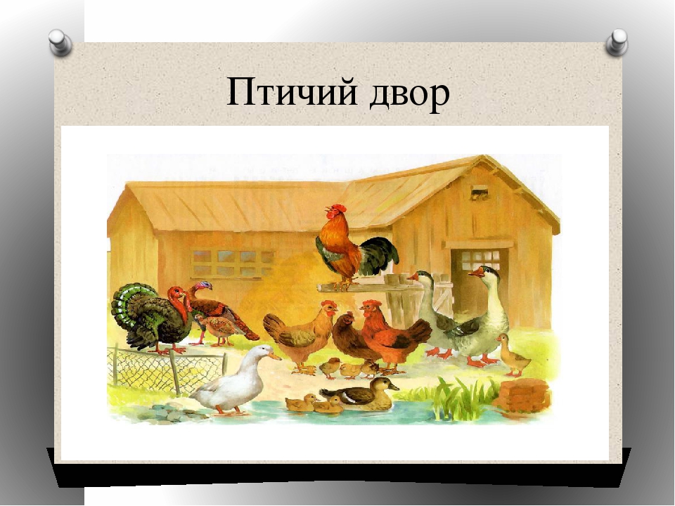 Домашние птицы для детского сада. Птичий двор в детском саду. Глеживут домашние птицы. Домашние птицы птичий двор. Сюжетная картина птичий двор.