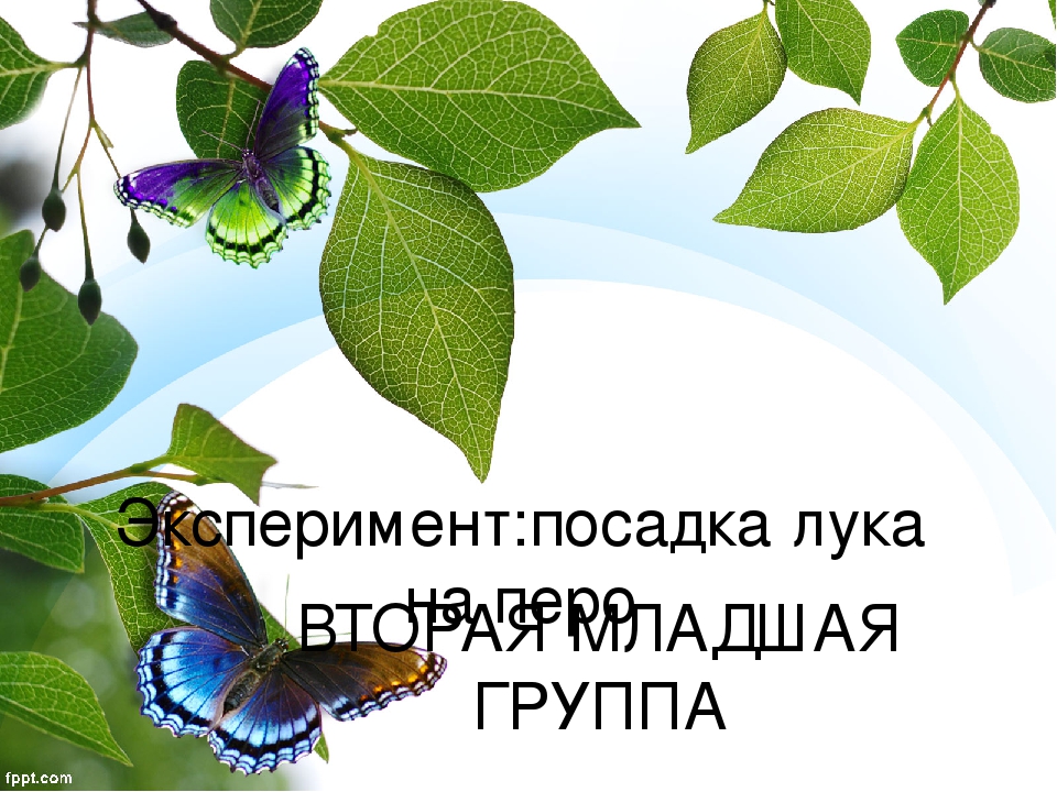 Презентация:исследовательская деятельность во 2 мл.группе - выращивание лука на перо.