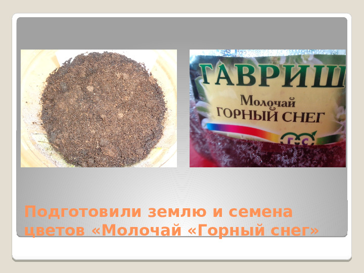 Презентация:опыты - выращивание рассады цветов Молочая (2мл.группа)