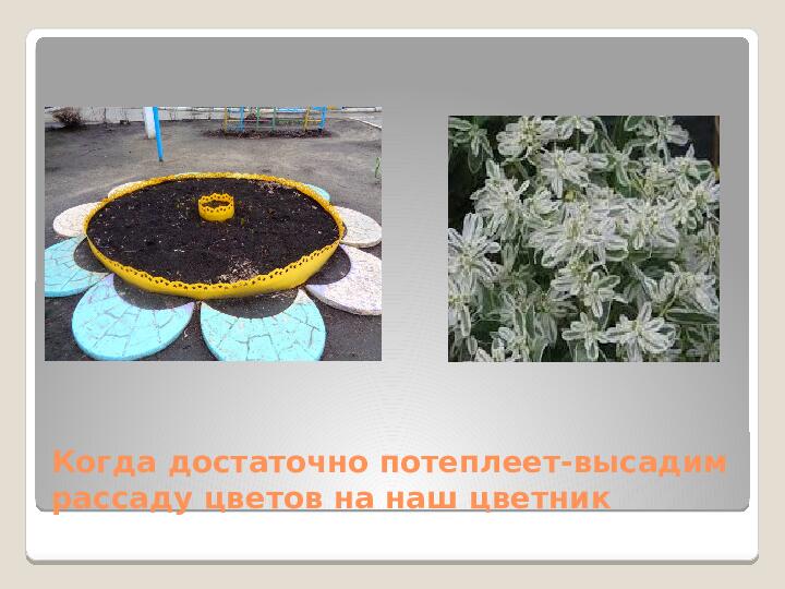 Презентация:опыты - выращивание рассады цветов Молочая (2мл.группа)