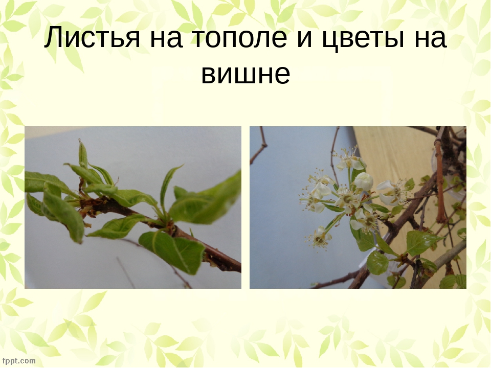 Презентация:опыты во 2младшей группе - весна в нашей группе в феврале.