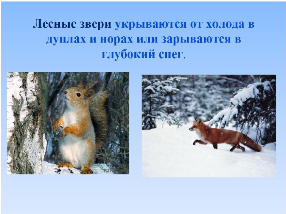 Презентация на тему "Зима-зимушка"