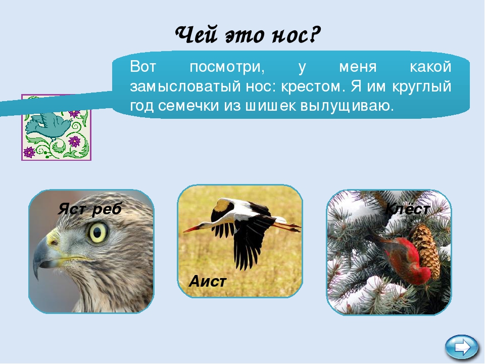 Интерактивная игра "В мире птиц"