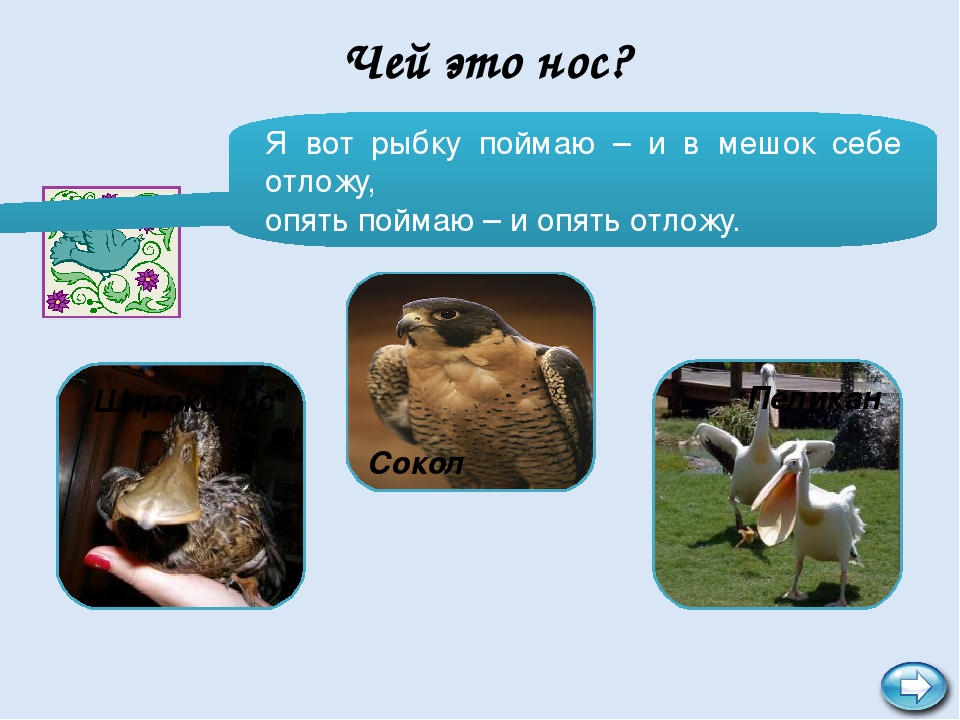 Интерактивная игра "В мире птиц"