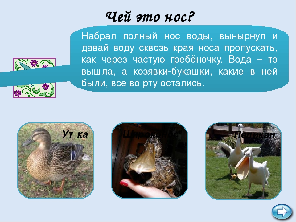 Интерактивная игра "В мире птиц"