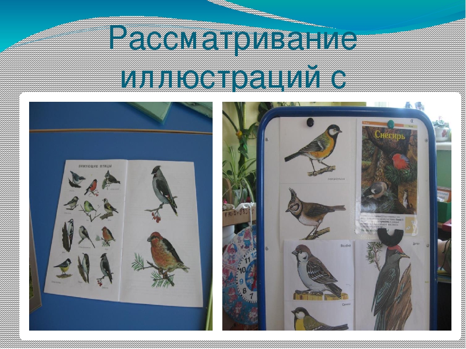 Презентация проекта "Наши друзья - зимующие птицы"