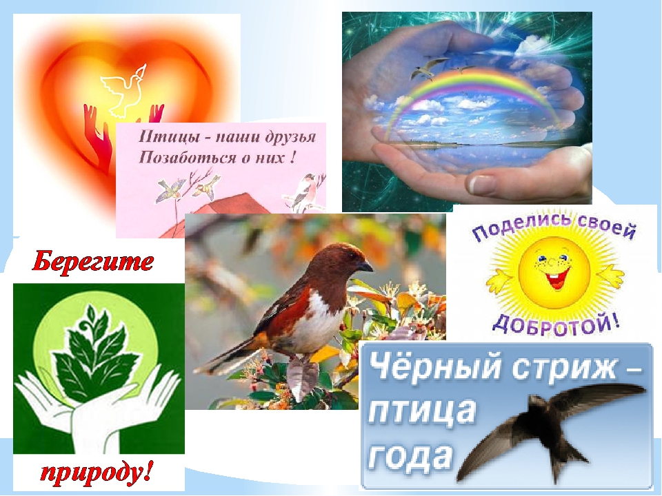 Презентация экологической акции-проекта "Защитим пернатых друзей Кузбасса"