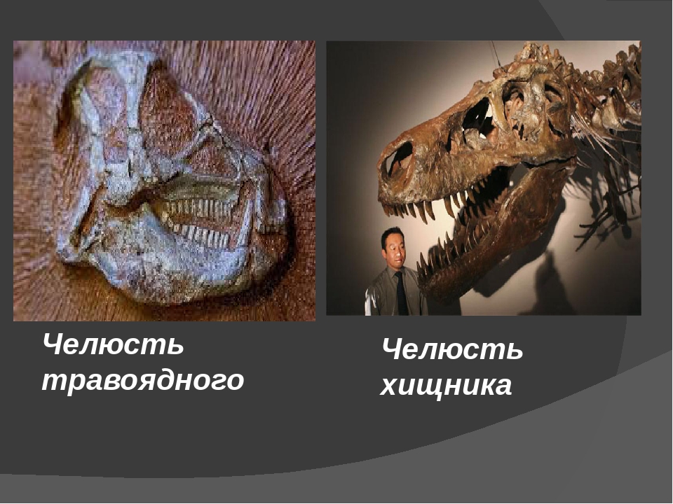 Строго травоядный человек. Зубы травоядных динозавров. Динозавры хищники и травоядные. Череп травоядного динозавра.