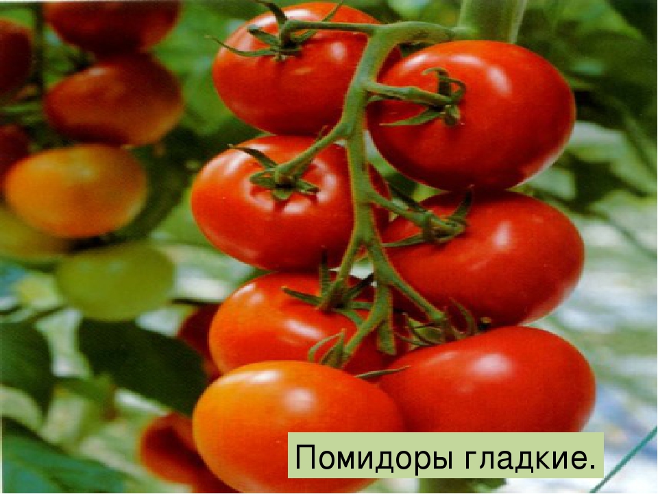 Презинтация "Что такое огород"