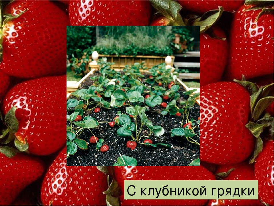 Презинтация "Что такое огород"