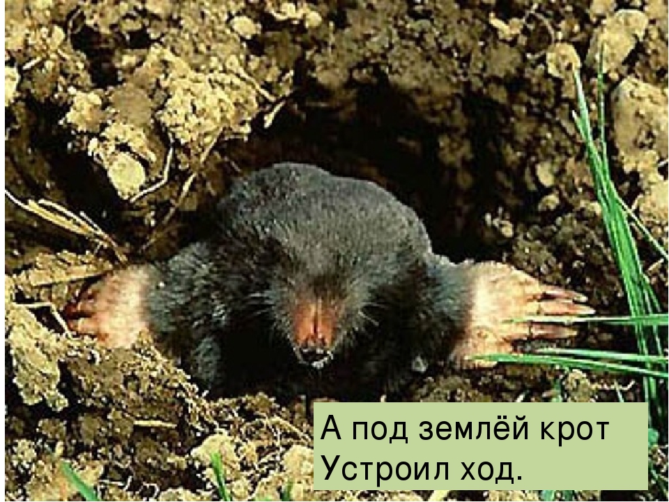Презинтация "Что такое огород"
