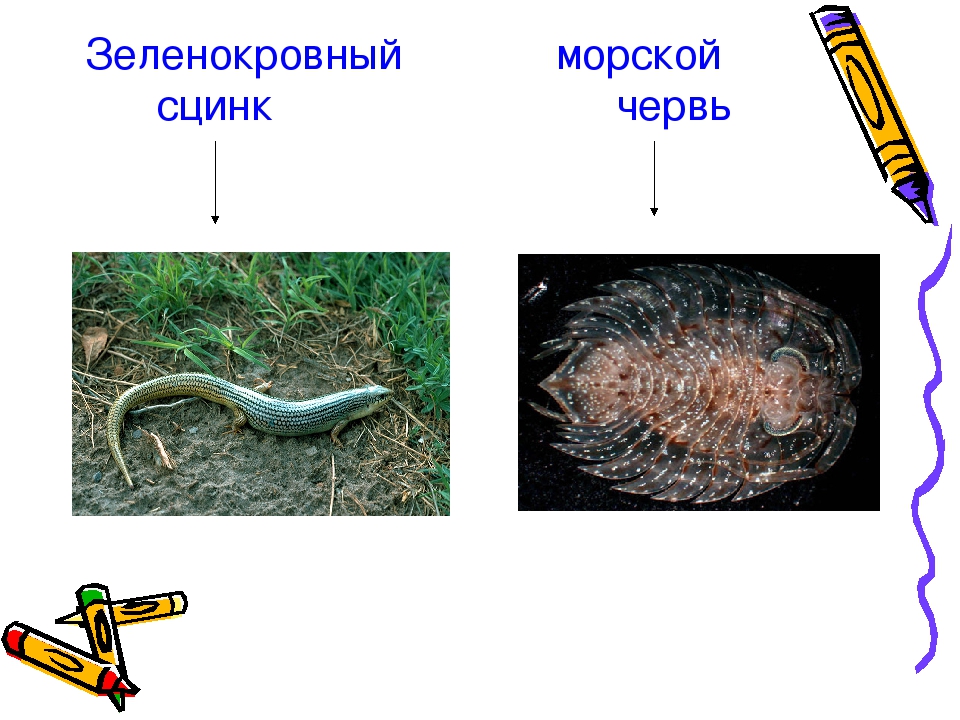 Презентация проекта "Цветная кровь"