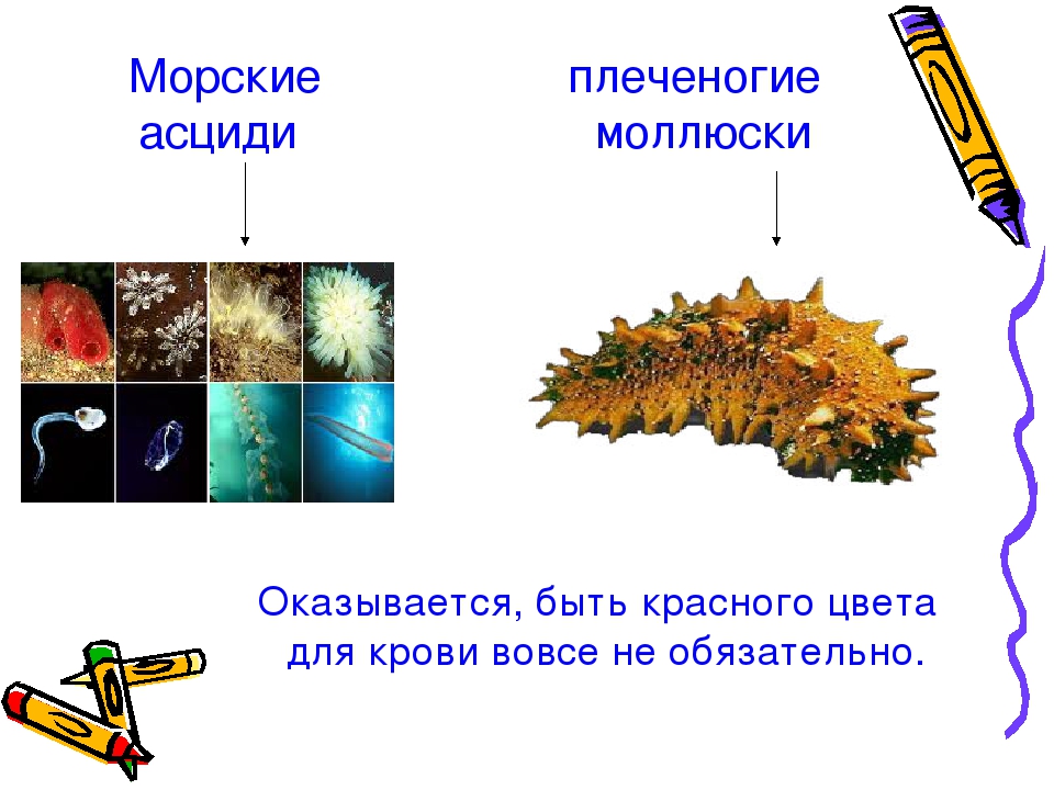 Презентация проекта "Цветная кровь"