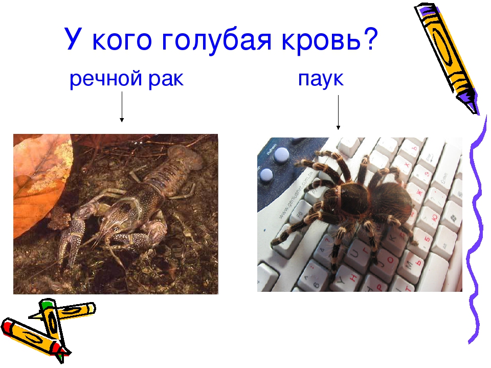 Презентация проекта "Цветная кровь"