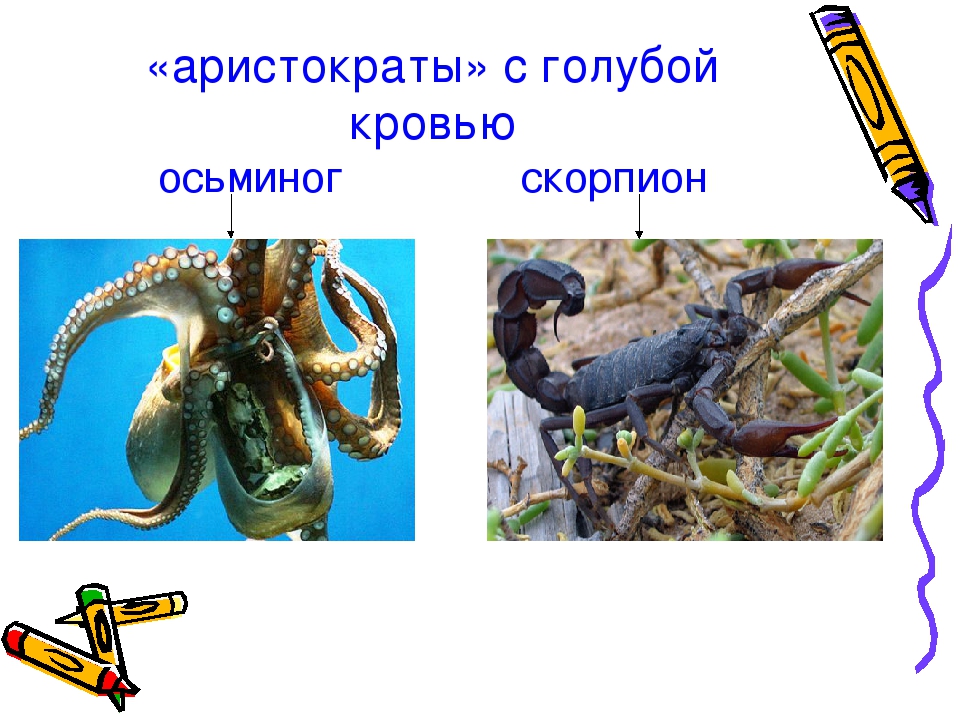Презентация проекта "Цветная кровь"