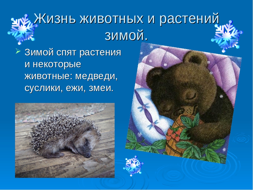 Презентация на тему "Круглый год"