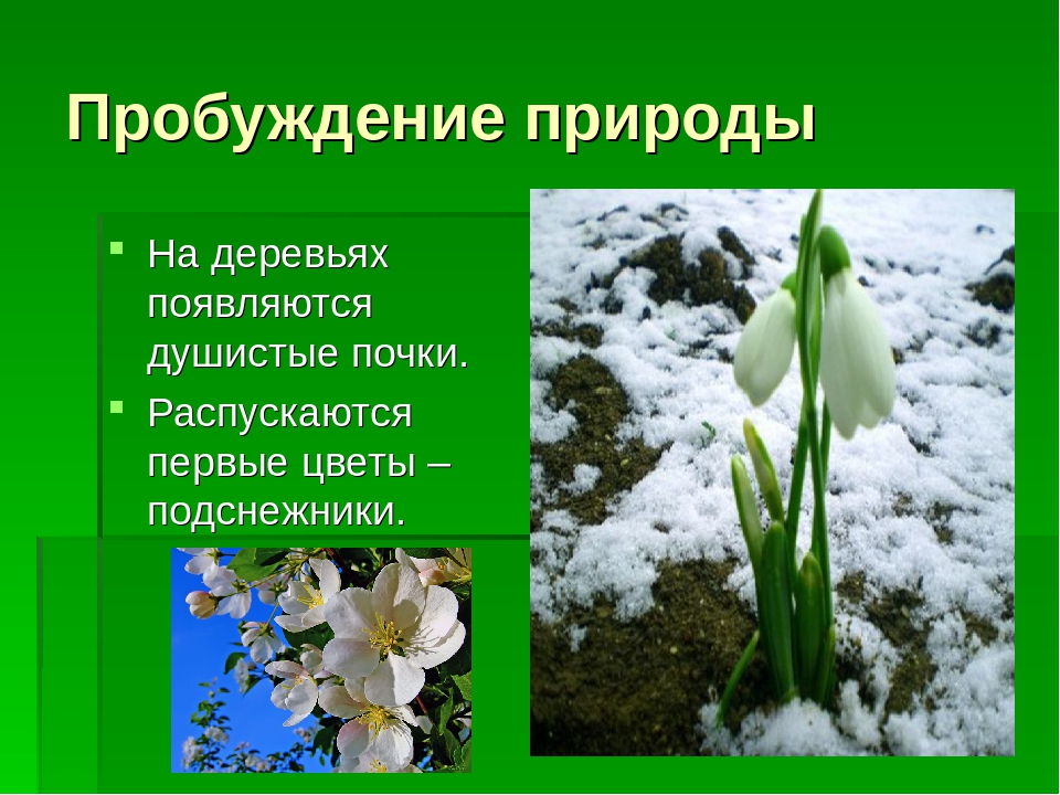 Презентация на тему "Круглый год"