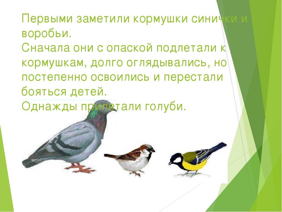 Презентация отчета об участии в акции «Покормите птиц зимой»