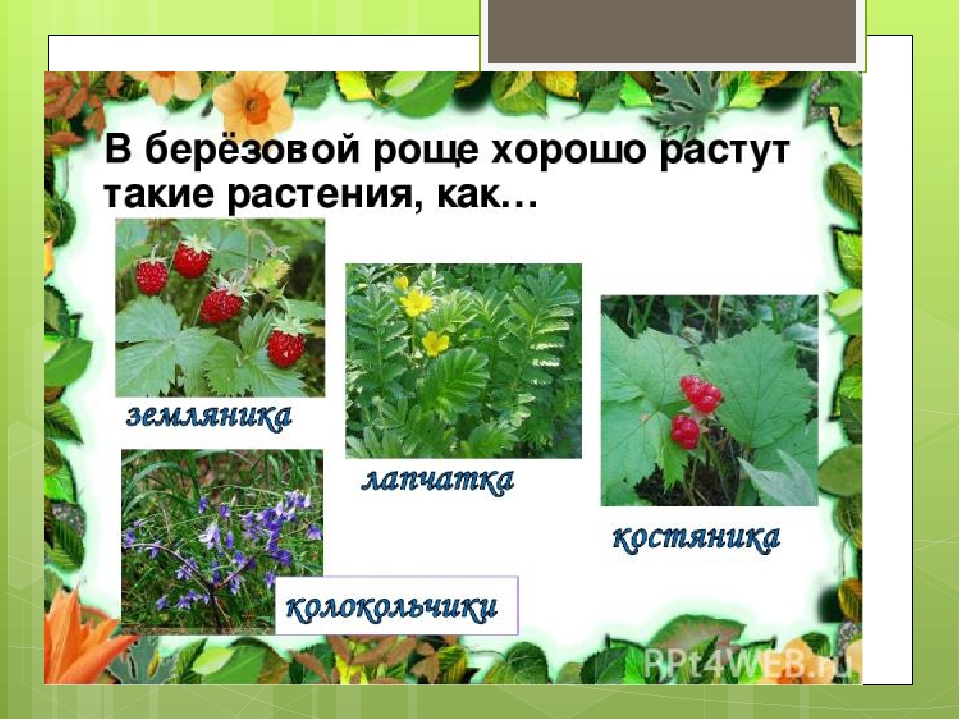 Презентация к ООД "В березовой роще"