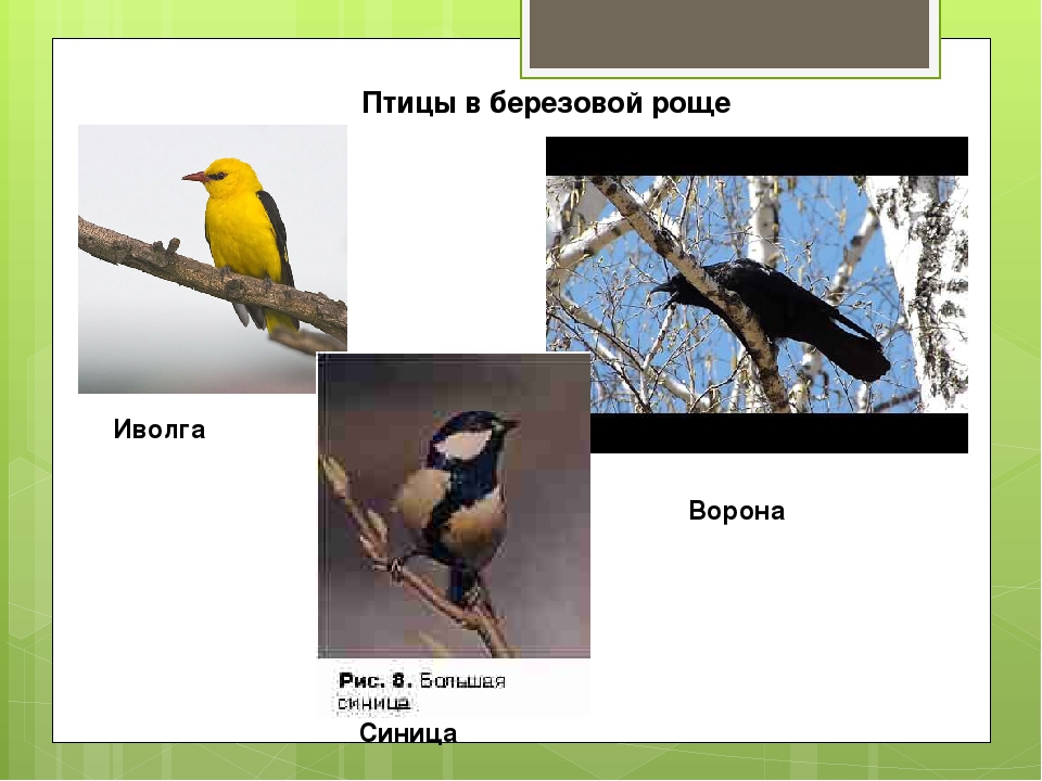 В березовой роще 2 класс планета знаний презентация