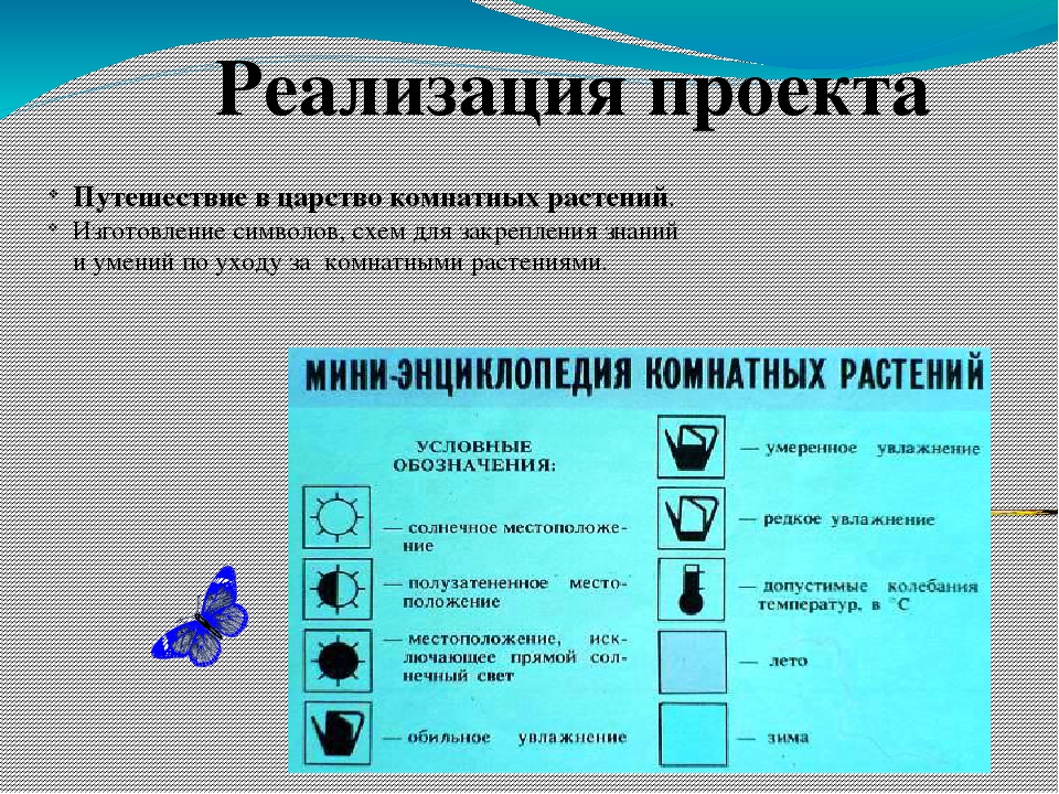 Презентация по окружающему миру " Прекрасный мир комнатных растений"
