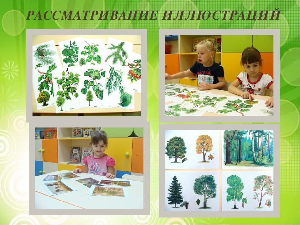 Презентация "Лиственные и хвойные деревья".