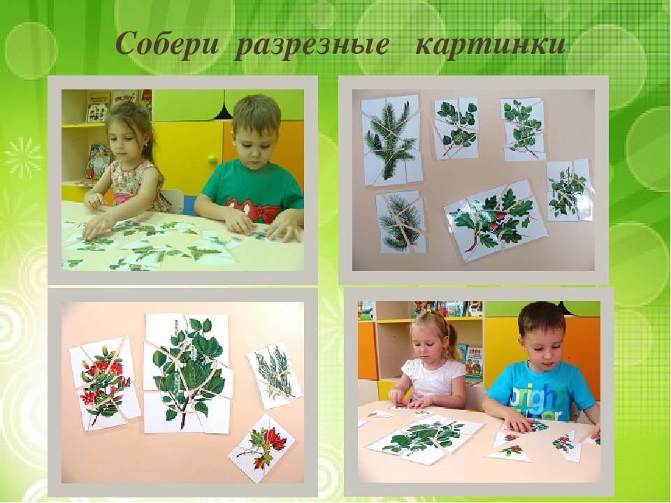 Презентация "Лиственные и хвойные деревья".