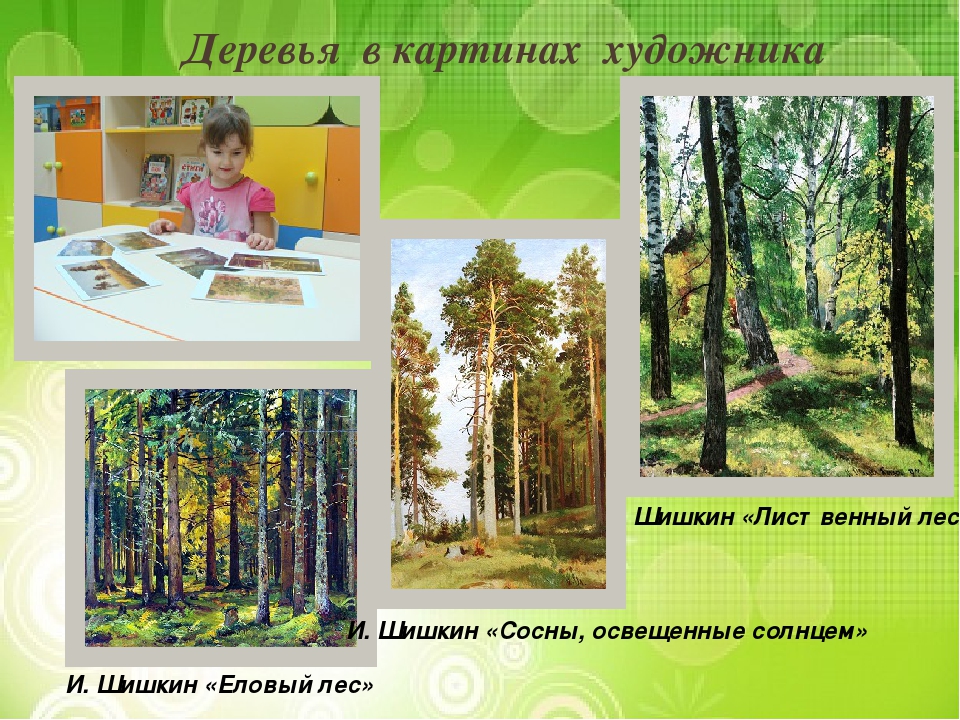 Презентация "Лиственные и хвойные деревья".