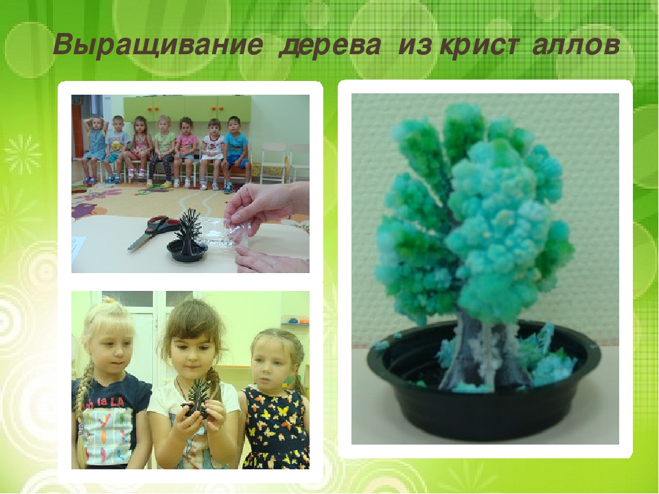 Презентация "Лиственные и хвойные деревья".