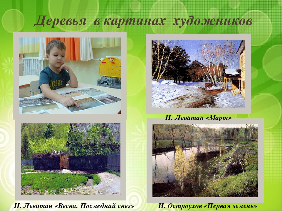 Презентация "Лиственные и хвойные деревья".