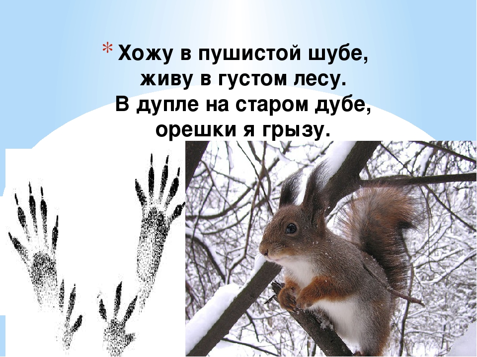 Презентация «Путешествие в зимний лес»