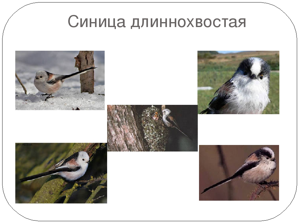 Презентация " Виды зимующих птиц"