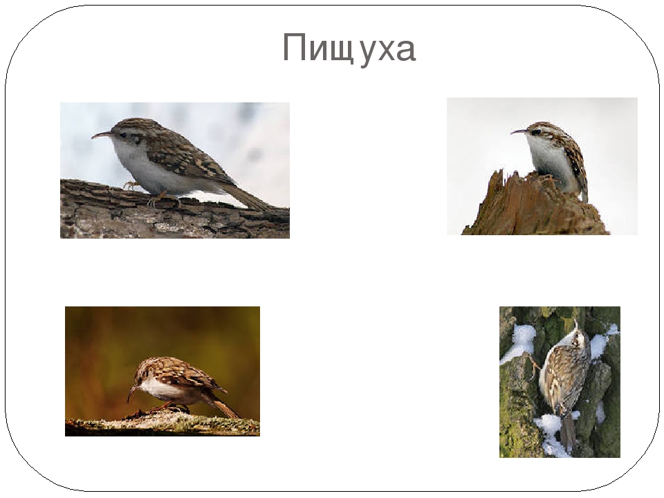 Презентация " Виды зимующих птиц"