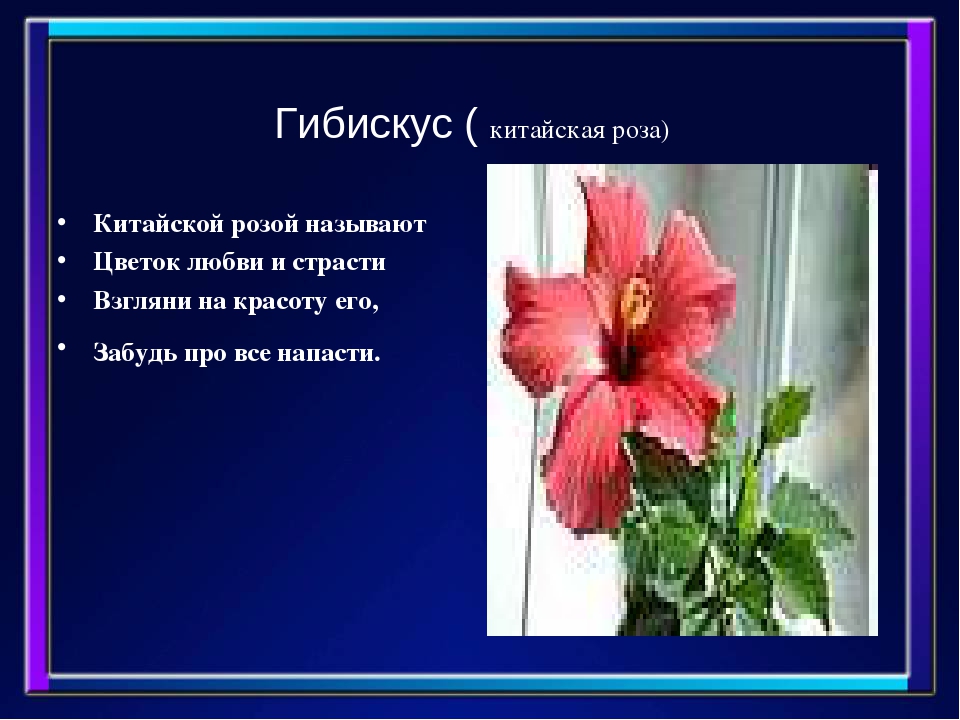 Презентация " Комнатные растения"