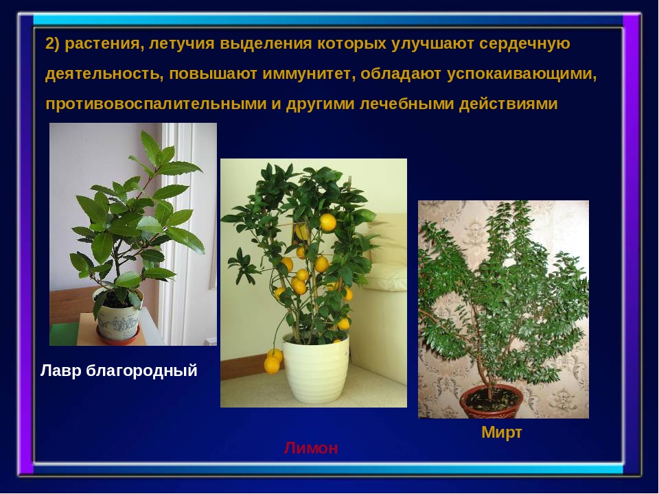 Презентация " Комнатные растения"