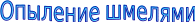 Shape5