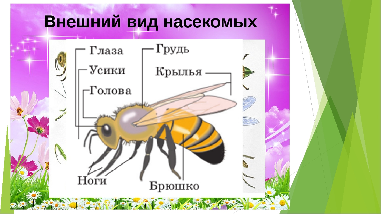 Пчел конспект. Части тела насекомых для детей. Строение тела насекомых. Насекомые для дошкольников. Строение насекомых для детей.