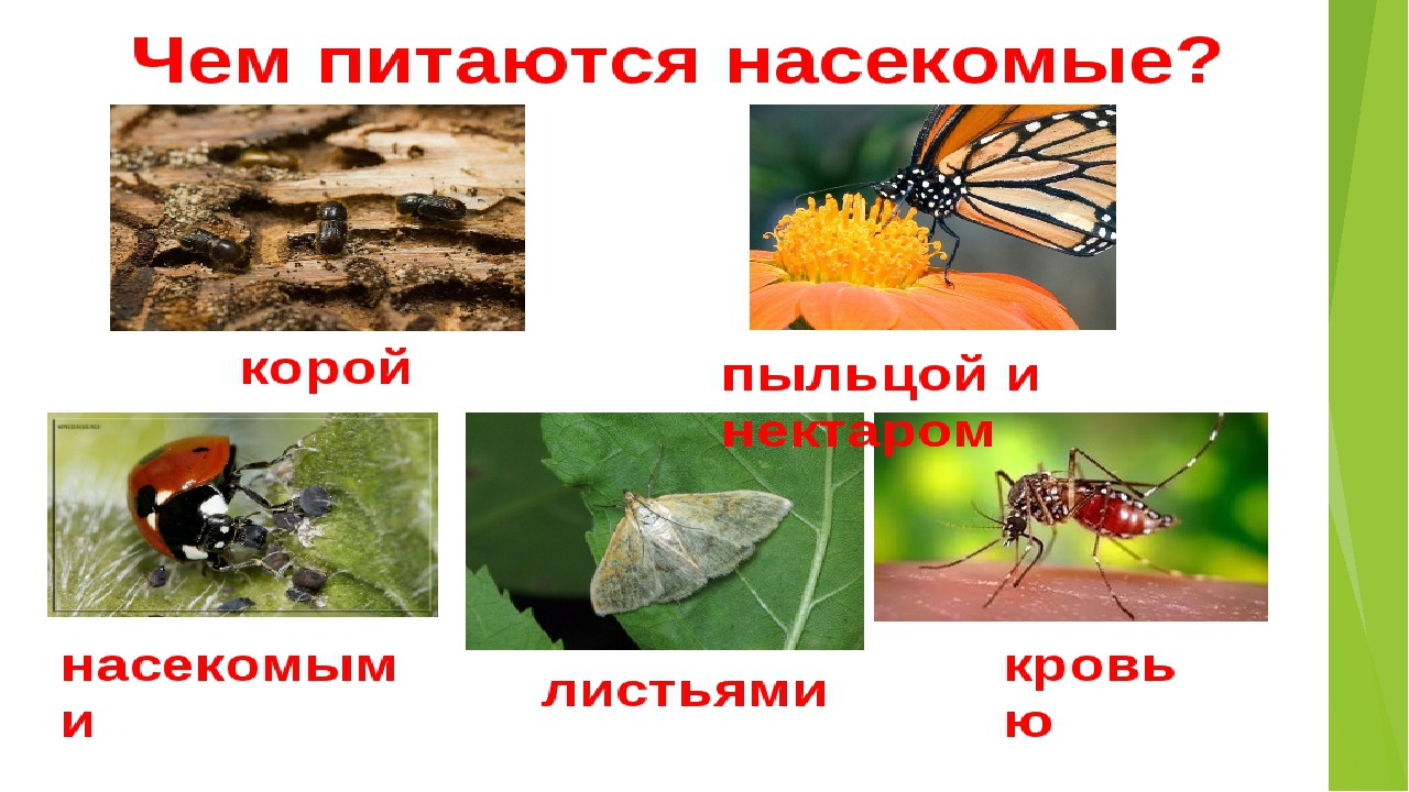 Презентация на тему:"Мир насекомых"