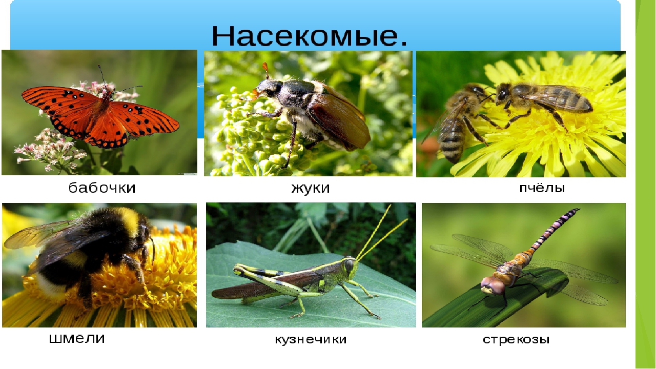 Презентация на тему:"Мир насекомых"