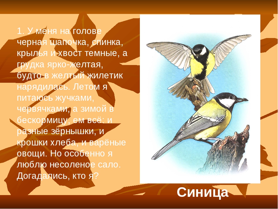 Презентация по окружающему миру "Птицы и их голоса"