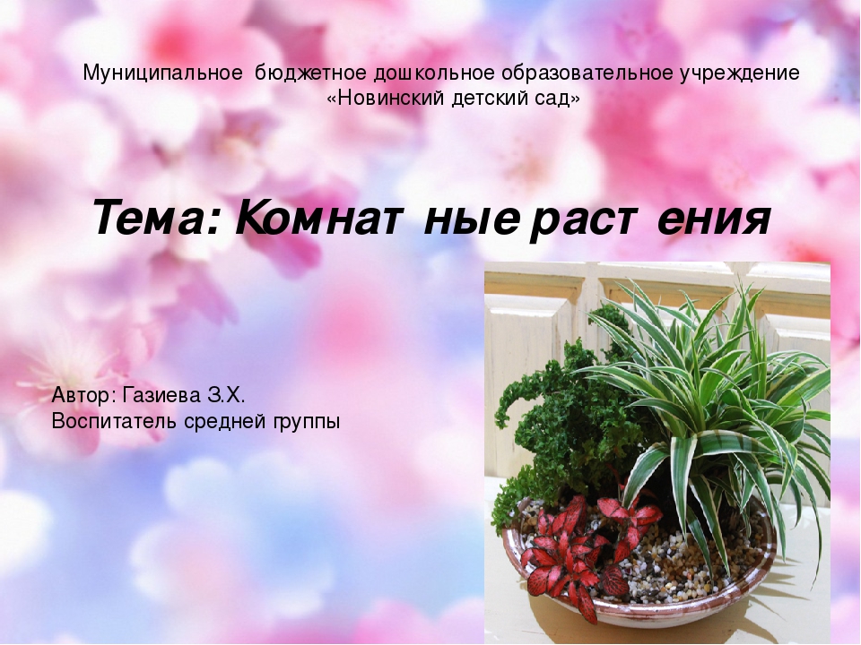 Проектная деятельность "Комнатные цветы".
