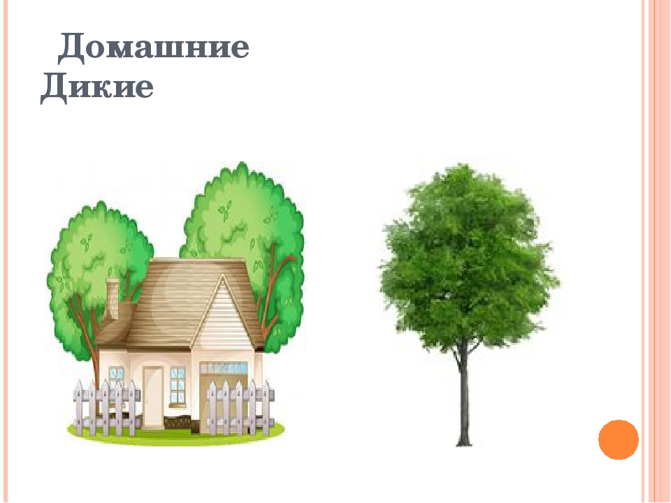 Презентация для детей дошкольного возраста. Тема "Птицы"
