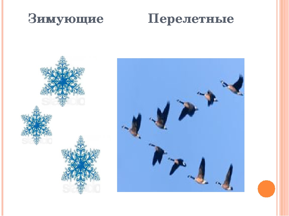 Презентация для детей дошкольного возраста. Тема "Птицы"