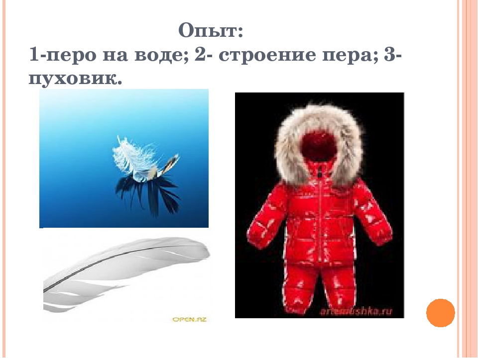 Презентация для детей дошкольного возраста. Тема "Птицы"