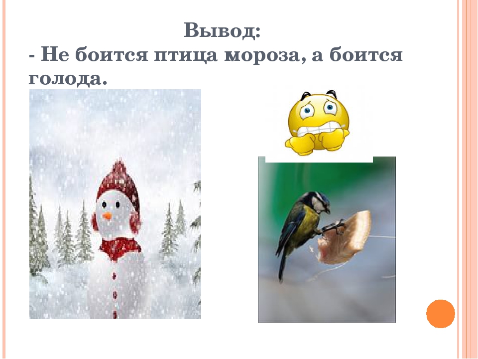 Презентация для детей дошкольного возраста. Тема "Птицы"