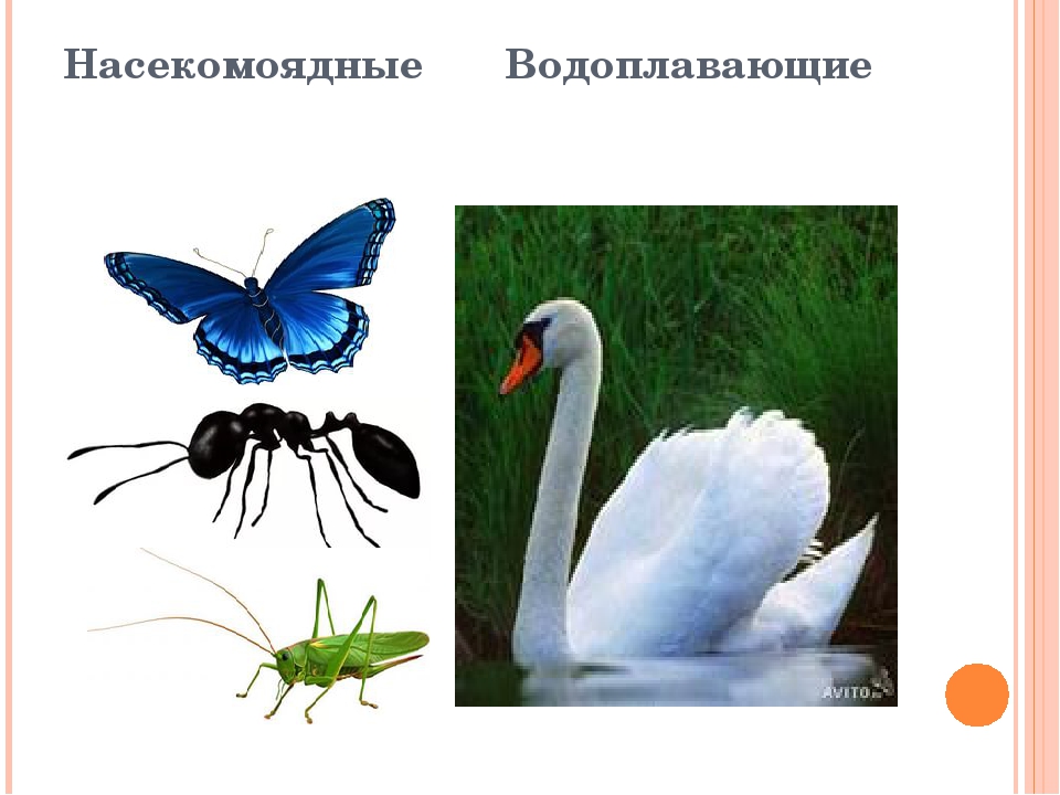 Презентация для детей дошкольного возраста. Тема "Птицы"