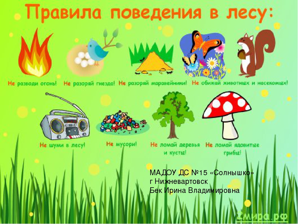 Правила поведения в лесу